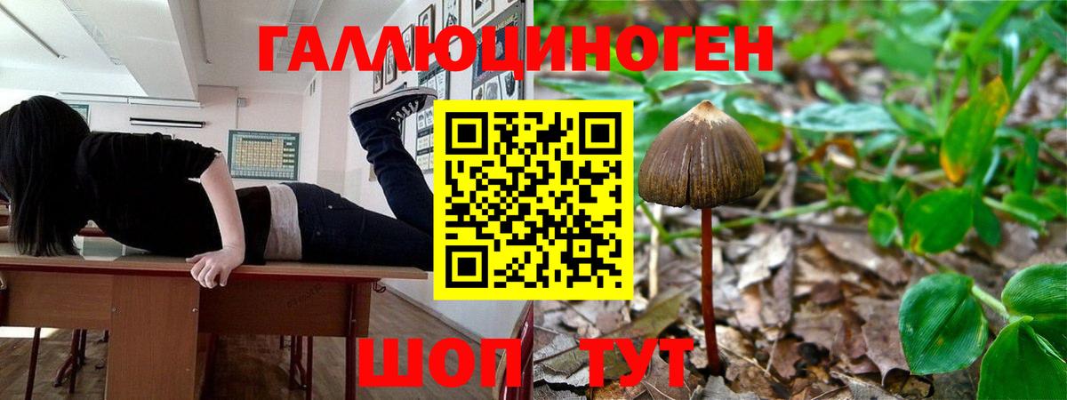 Свободный  Псилоцибиновые грибы Psilocybe  Вход с VPN 